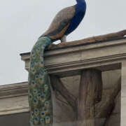 ヒメ日記 2025/04/04 23:18 投稿 ひろ 素人妻御奉仕倶楽部Hip's松戸店