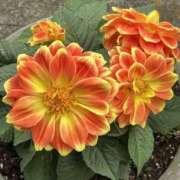 ヒメ日記 2025/04/14 16:56 投稿 ひろ 素人妻御奉仕倶楽部Hip's松戸店