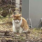 ヒメ日記 2025/04/15 01:06 投稿 ひろ 素人妻御奉仕倶楽部Hip's松戸店