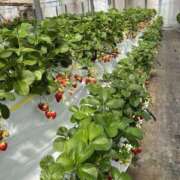 ヒメ日記 2025/04/15 14:37 投稿 ひろ 素人妻御奉仕倶楽部Hip's松戸店