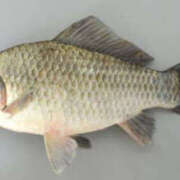 ヒメ日記 2025/04/18 07:26 投稿 ひろ 素人妻御奉仕倶楽部Hip's松戸店