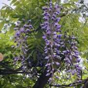 ヒメ日記 2025/04/25 23:36 投稿 ひろ 素人妻御奉仕倶楽部Hip's松戸店