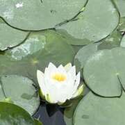 ヒメ日記 2025/05/09 09:46 投稿 ひろ 素人妻御奉仕倶楽部Hip's松戸店