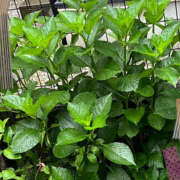 ヒメ日記 2025/05/30 05:55 投稿 ひろ 素人妻御奉仕倶楽部Hip's松戸店