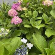 ヒメ日記 2025/06/08 06:31 投稿 ひろ 素人妻御奉仕倶楽部Hip's松戸店