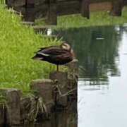 ヒメ日記 2025/06/09 06:41 投稿 ひろ 素人妻御奉仕倶楽部Hip's松戸店