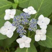 ヒメ日記 2025/06/10 10:51 投稿 ひろ 素人妻御奉仕倶楽部Hip's松戸店