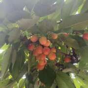 ヒメ日記 2025/06/23 22:28 投稿 ひろ 素人妻御奉仕倶楽部Hip's松戸店