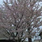 ヒメ日記 2025/04/10 13:31 投稿 みしま 人妻・熟女の楽園　足利店