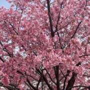 ヒメ日記 2025/04/11 00:36 投稿 みしま 人妻・熟女の楽園　足利店