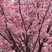 ヒメ日記 2025/04/12 12:05 投稿 みしま 人妻・熟女の楽園　足利店