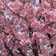 ヒメ日記 2025/04/19 08:10 投稿 みしま 人妻・熟女の楽園　足利店