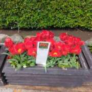 ヒメ日記 2026/04/14 08:32 投稿 みしま 人妻・熟女の楽園　足利店