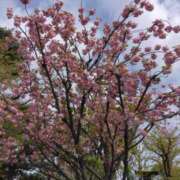 ヒメ日記 2026/04/14 11:37 投稿 みしま 人妻・熟女の楽園　足利店