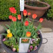 ヒメ日記 2026/04/20 08:45 投稿 みしま 人妻・熟女の楽園　足利店