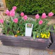 ヒメ日記 2026/04/21 09:40 投稿 みしま 人妻・熟女の楽園　足利店