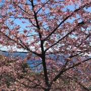 ヒメ日記 2026/03/08 09:25 投稿 舞 浜松人妻援護会