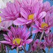 ヒメ日記 2025/03/28 21:49 投稿 石原　万美子 愛の雫～性格美人～