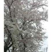 ヒメ日記 2025/04/02 21:29 投稿 石原　万美子 愛の雫～性格美人～