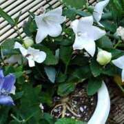 ヒメ日記 2025/05/28 21:49 投稿 石原　万美子 愛の雫～性格美人～