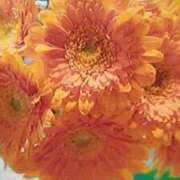 ヒメ日記 2025/06/03 21:49 投稿 石原　万美子 愛の雫～性格美人～