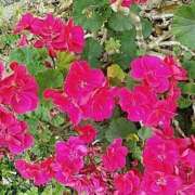 ヒメ日記 2025/07/09 21:59 投稿 石原　万美子 愛の雫～性格美人～