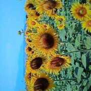 ヒメ日記 2025/08/05 21:49 投稿 石原　万美子 愛の雫～性格美人～