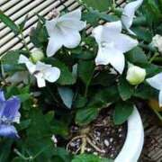 ヒメ日記 2025/10/11 12:39 投稿 石原　万美子 愛の雫～性格美人～