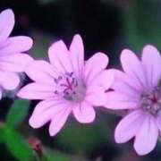 ヒメ日記 2025/10/31 21:49 投稿 石原　万美子 愛の雫～性格美人～