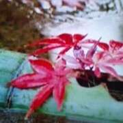 ヒメ日記 2025/11/11 21:55 投稿 石原　万美子 愛の雫～性格美人～