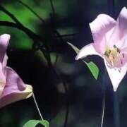 ヒメ日記 2025/11/15 12:59 投稿 石原　万美子 愛の雫～性格美人～