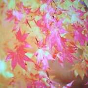 ヒメ日記 2025/12/20 12:59 投稿 石原　万美子 愛の雫～性格美人～