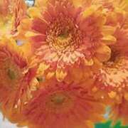 ヒメ日記 2026/01/10 12:49 投稿 石原　万美子 愛の雫～性格美人～