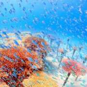 ヒメ日記 2025/07/01 20:09 投稿 高崎きょうこ 愛の雫～性格美人～