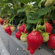 ヒメ日記 2025/04/16 12:27 投稿 相沢まい 愛の雫～性格美人～