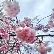 ヒメ日記 2025/04/05 14:00 投稿 七海あい 甲府回春アロマージュ