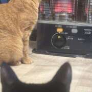 ヒメ日記 2025/04/02 20:20 投稿 まゆ 脱がされたい人妻 宇都宮店