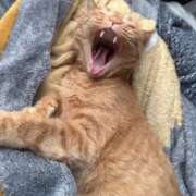 ヒメ日記 2025/08/08 19:54 投稿 まゆ 脱がされたい人妻 宇都宮店