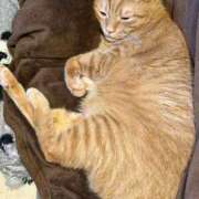 ヒメ日記 2026/01/18 06:10 投稿 まゆ 脱がされたい人妻 宇都宮店