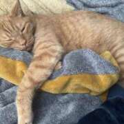 ヒメ日記 2026/02/07 07:00 投稿 まゆ 脱がされたい人妻 宇都宮店