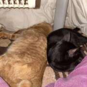 ヒメ日記 2026/02/22 10:00 投稿 まゆ 脱がされたい人妻 宇都宮店