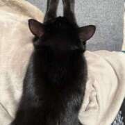 ヒメ日記 2026/03/08 01:06 投稿 まゆ 脱がされたい人妻 宇都宮店