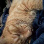 ヒメ日記 2026/04/11 22:21 投稿 まゆ 脱がされたい人妻 宇都宮店