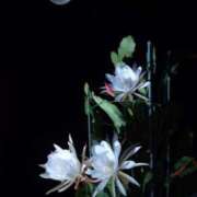 ヒメ日記 2025/01/17 13:52 投稿 せいこ 快楽夫人