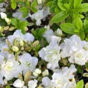 ヒメ日記 2025/04/18 18:38 投稿 せいこ 快楽夫人