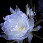 ヒメ日記 2026/01/30 02:28 投稿 せいこ 快楽夫人