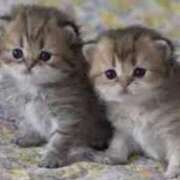 ヒメ日記 2026/02/22 01:19 投稿 せいこ 快楽夫人