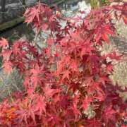 ヒメ日記 2024/12/21 07:32 投稿 獅子王　らん エテルナ彦根