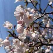 ヒメ日記 2025/04/06 07:18 投稿 獅子王　らん エテルナ彦根