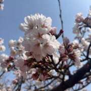 ヒメ日記 2025/04/07 07:20 投稿 獅子王　らん エテルナ彦根